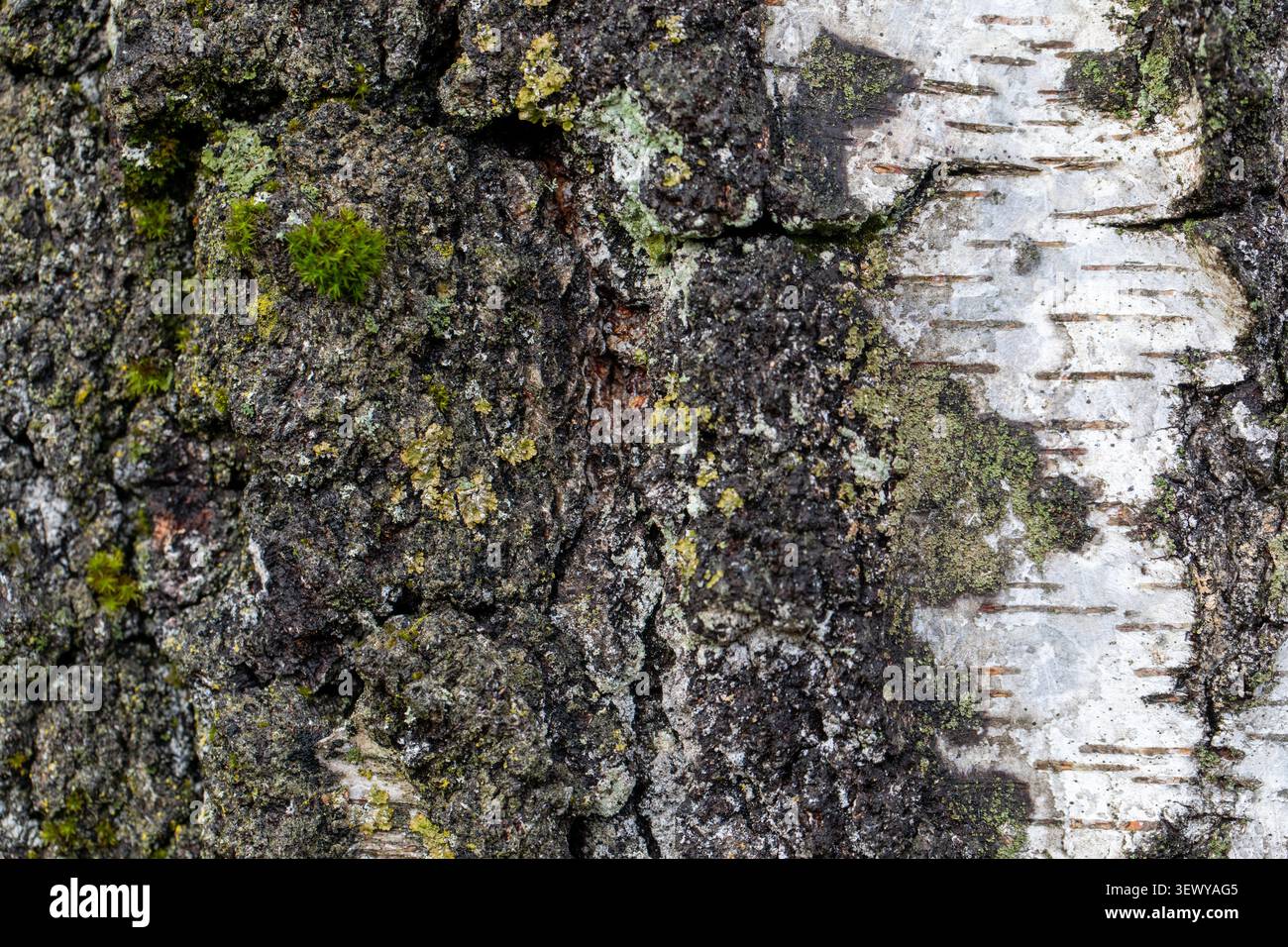 Birch Bark Background Texture Natural Tree Rinde Pattern Close Up Stock Photo
