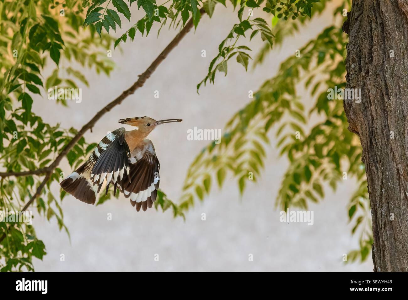 Eurasian Hoopoe bird is captured in flight, showing its distinctive crest and striped wings while moving through a natural outdoor environment with fo Stock Photo