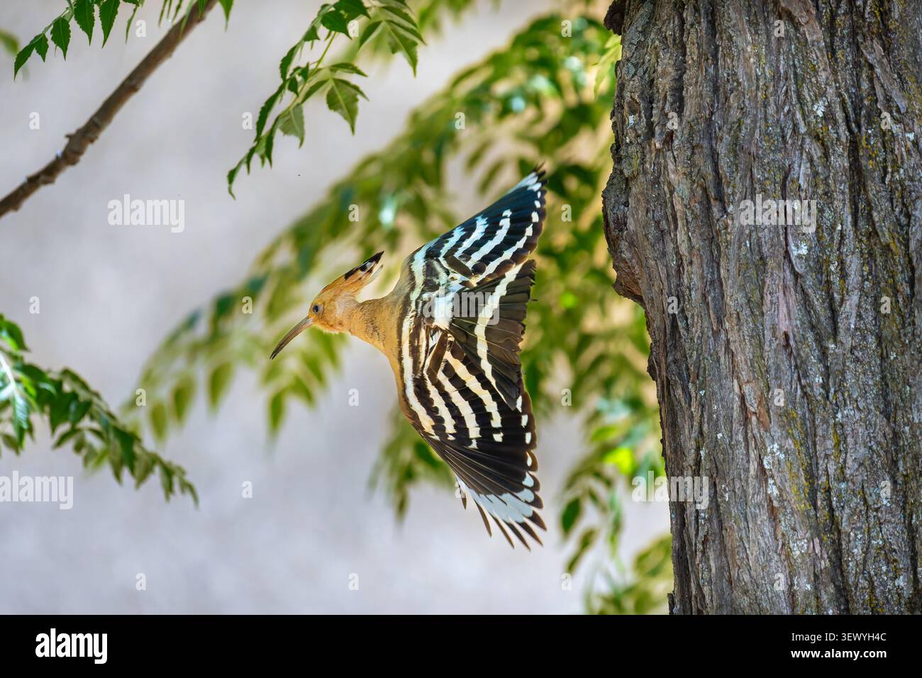 Eurasian Hoopoe bird flying with its distinctive striped wings fully extended. Showcasing its elegant profile against a soft background of green leave Stock Photo