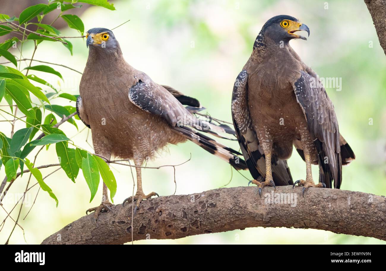 Crested Serpent Eagle (Spilornis cheela) Stock Photo