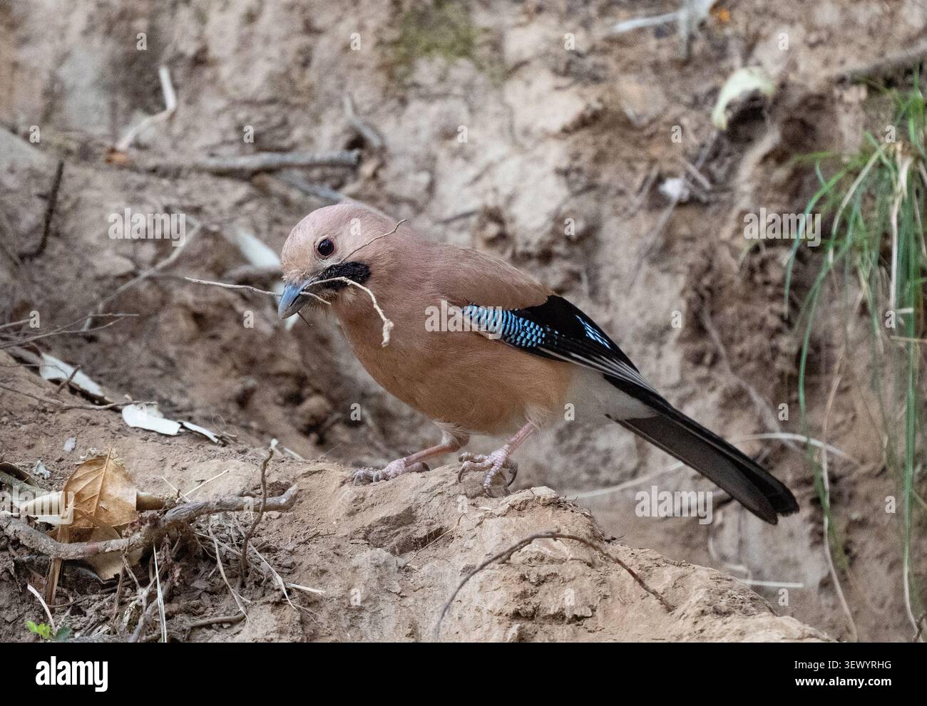 Eurasian Jay (Garrulus glandarius) Stock Photo