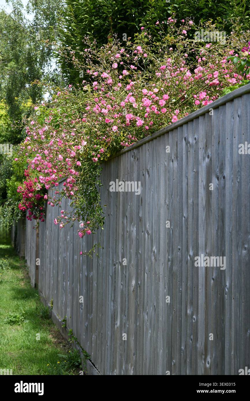 Rambling roses over a fence Stock Photo