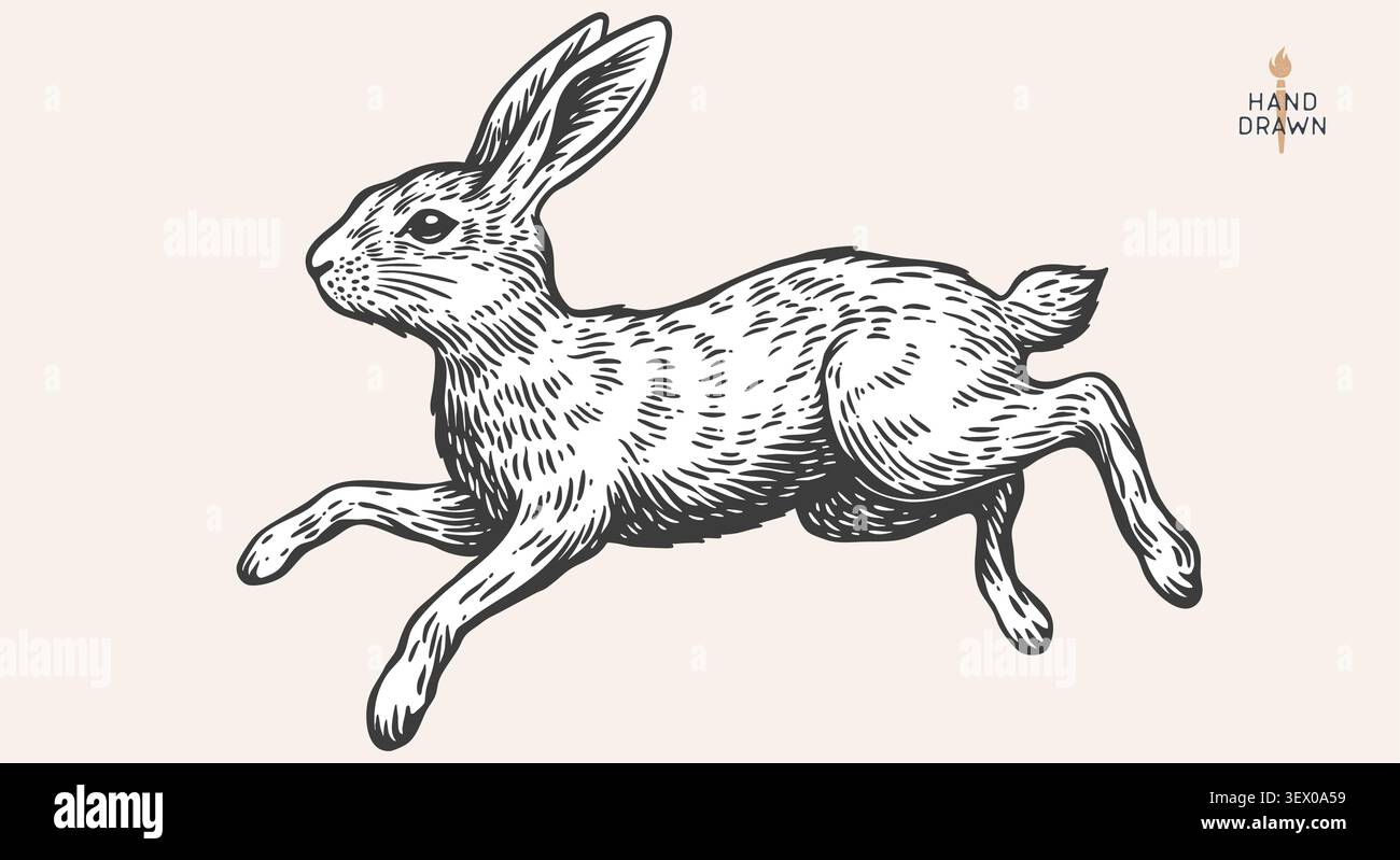 Hare, rabbit sketch. Vintage retro print Stock Vector