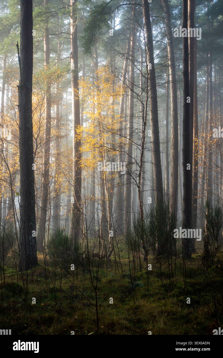 Pine Trees and Birch in the Mist, Cannich village, Highlands Scotland Stock Photo