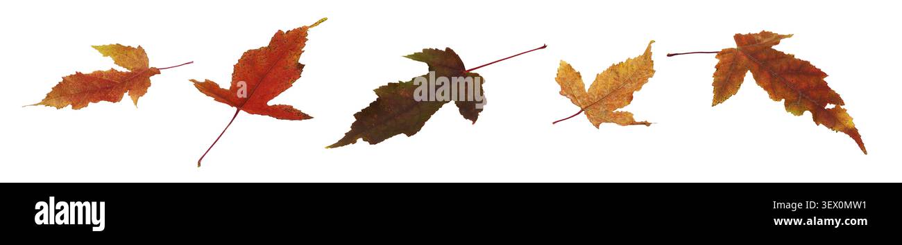 Set of autumn red and orange leaves isolated on white Stock Photo