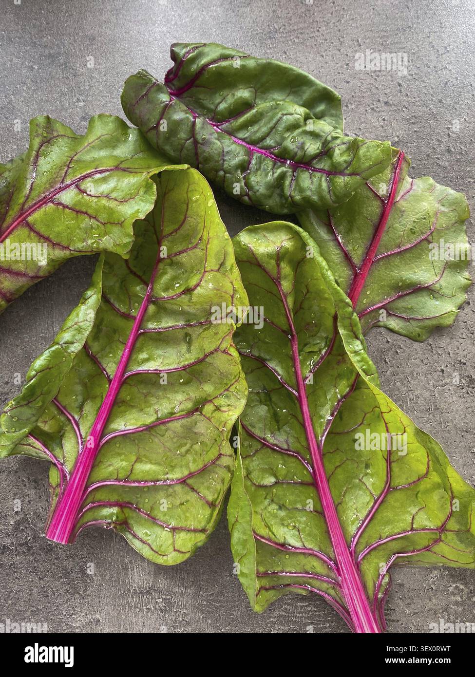 Fresh chard leafs on a dark surface Stock Photo