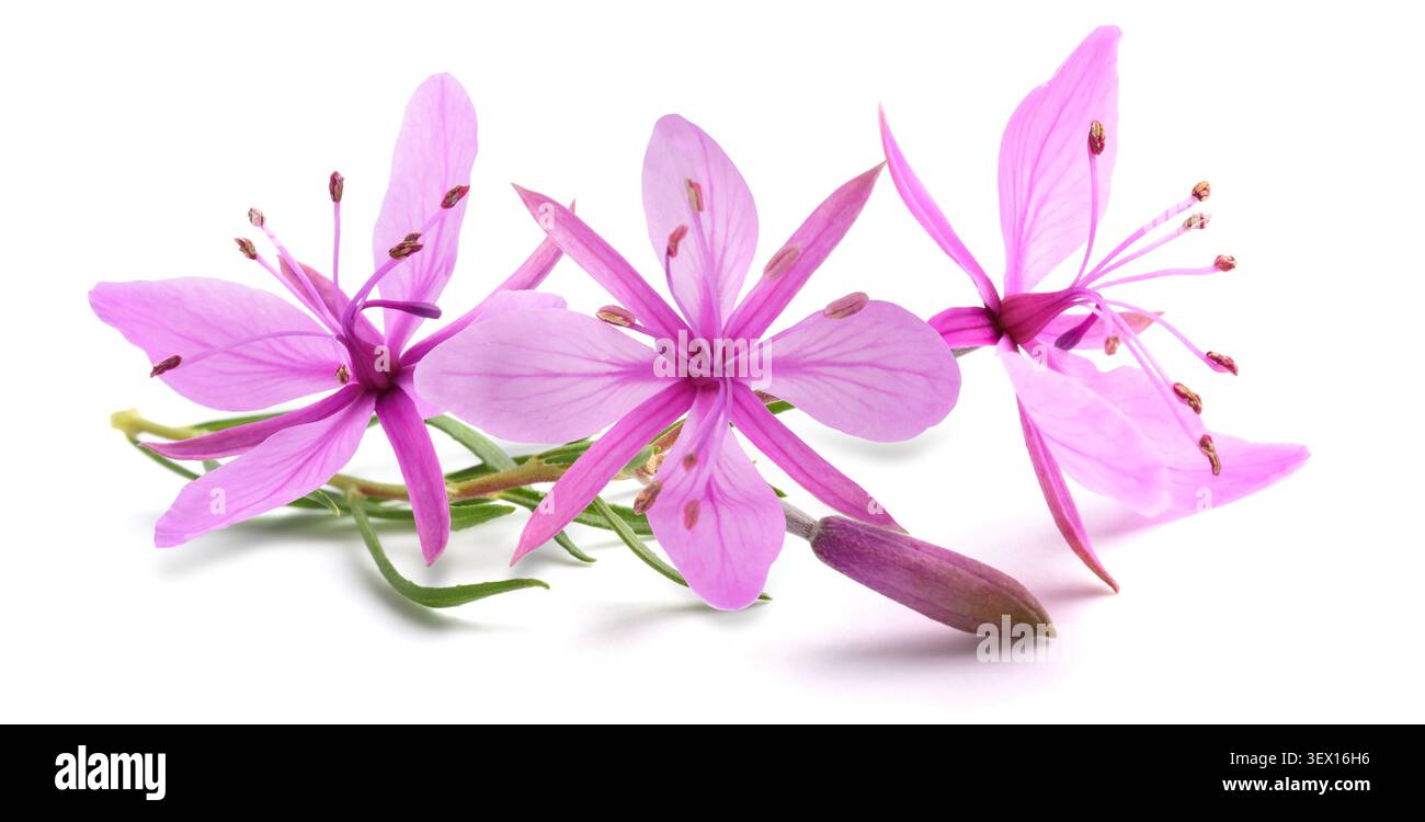 Pink Alpine willowherb flowers isolated on white Stock Photo