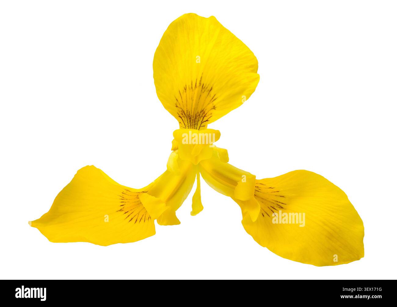 yellow iris (iris pseudacorus) isolated on white background Stock Photo