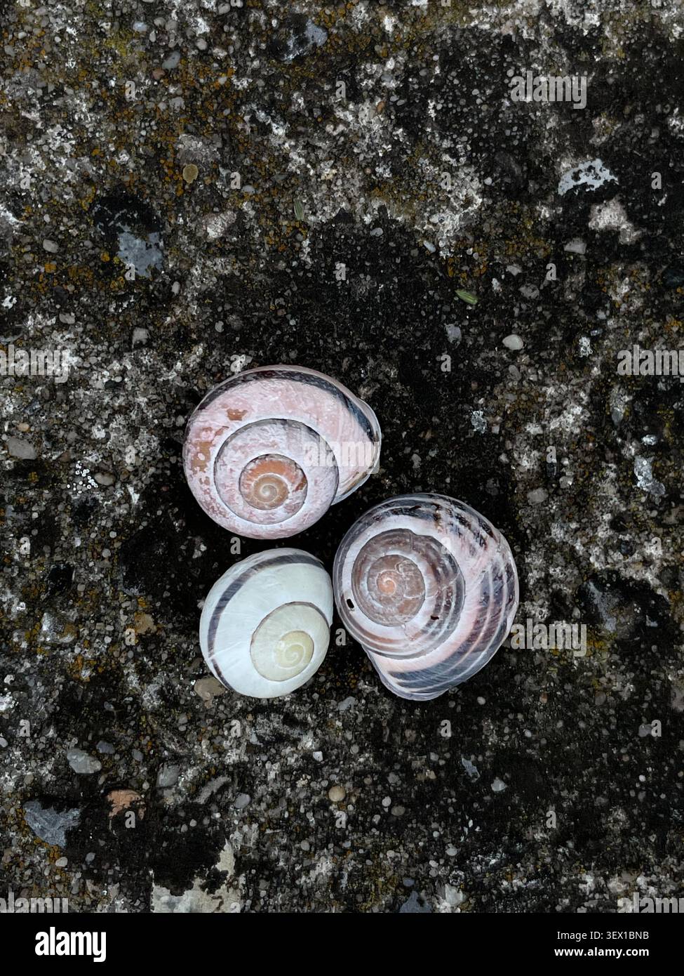 Three Empty Snail Shells on Dark Stone Surface Stock Photo