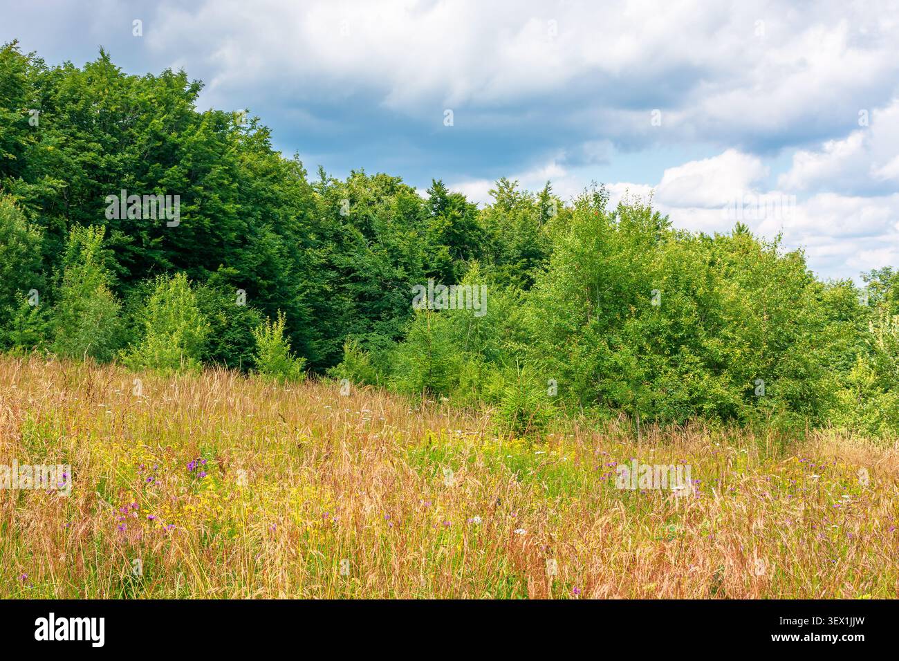 deciduous beech forest near meadow under blue sky. nature scenery with tall grass near forest in summer. carpathian beech forest of ukraine. wild fiel Stock Photo
