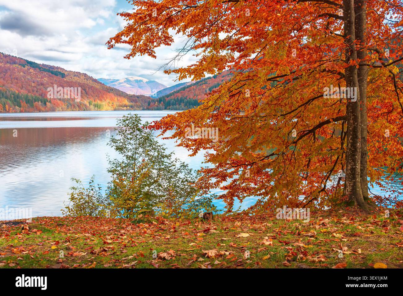 landscape with lake in autumn. scenic view of forest reflection on the lake surface. rika river water reserve. transcarpathia in fall season Stock Photo