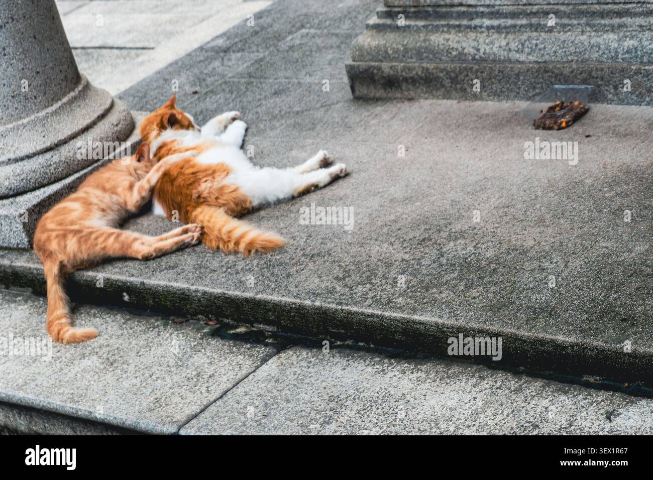 Two relaxed cats resting on stone steps in urban setting. Stock Photo