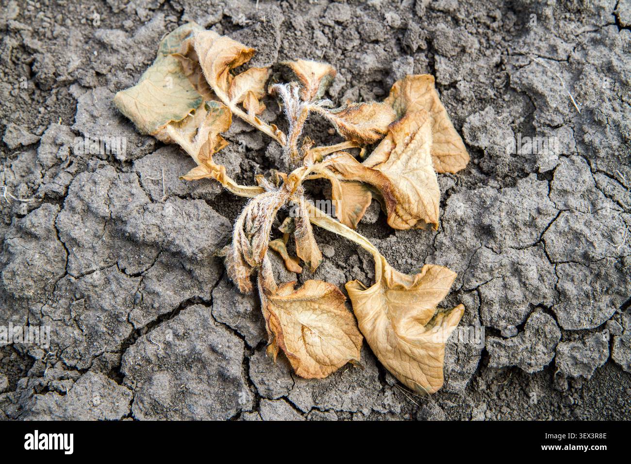 A potato bush that died from drought and spring frosts. A dried yellowed potato bush in the field. Stock Photo