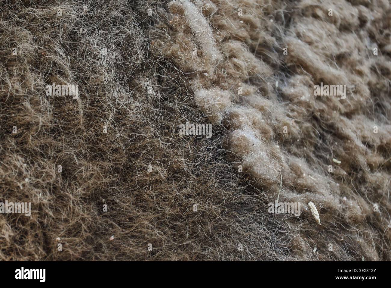 Beautiful european bison fur background. Stock Photo Stock Photo