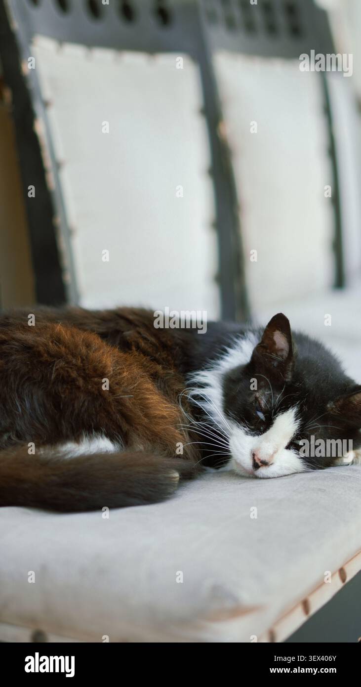 A fluffy black and white cat sleeping peacefully on a cushioned bench. Stock Photo