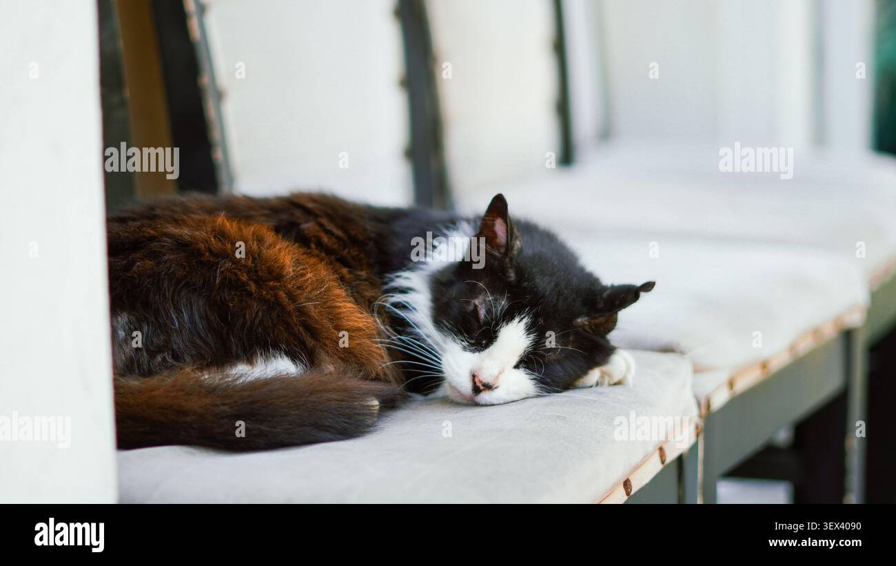 A fluffy black and white cat sleeping peacefully on a cushioned bench. Stock Photo