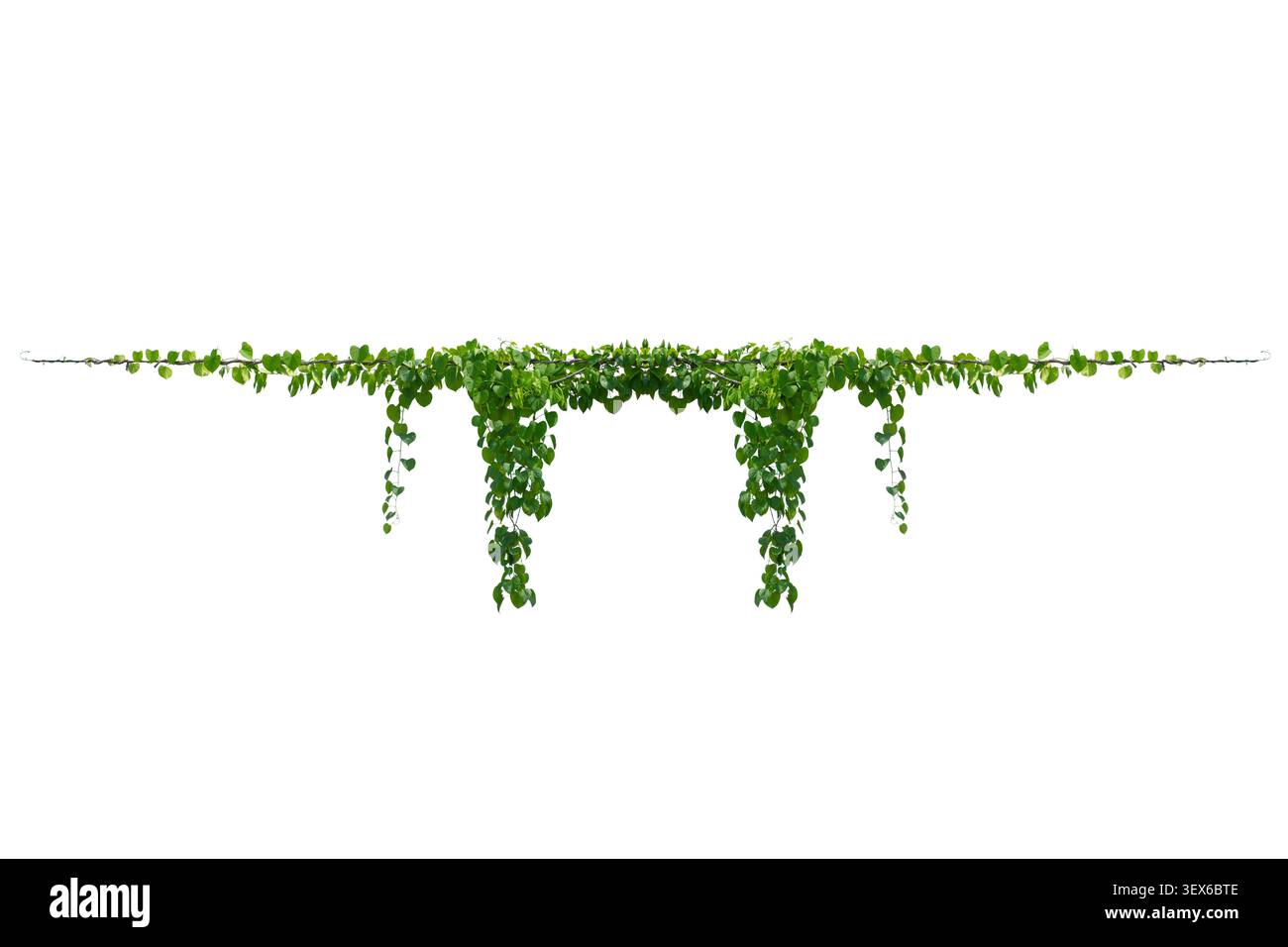 vine frame leaf vine isolates on a white background Stock Photo