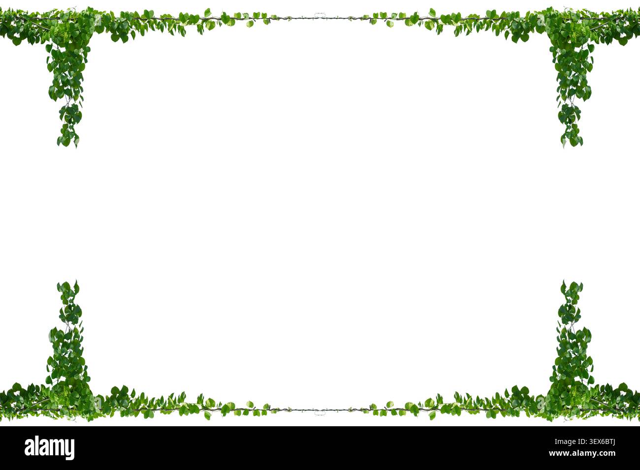 vine frame leaf vine isolates on a white background Stock Photo