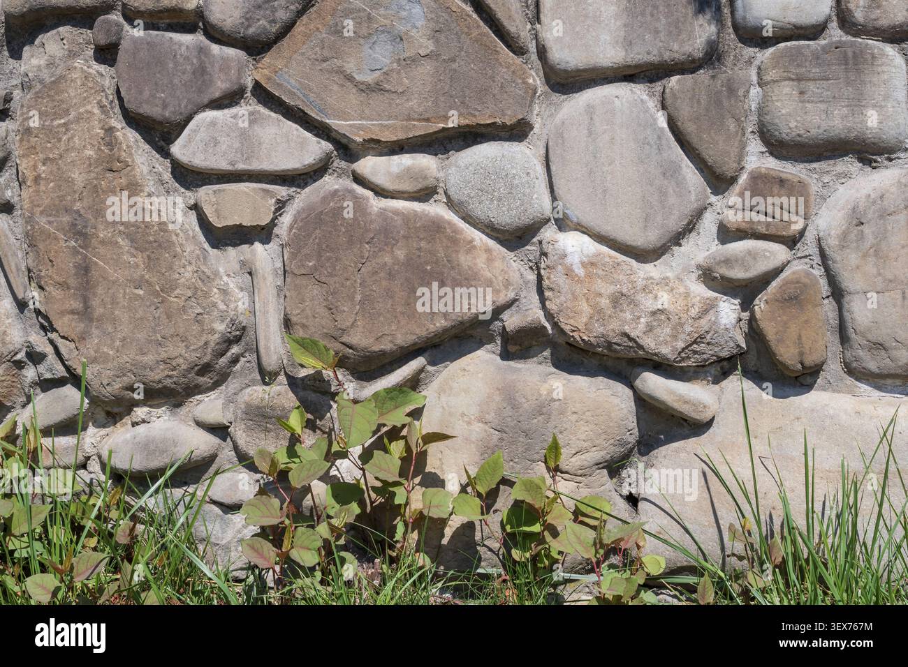 Natural stone wall background with wild grass and plants at the base, rustic masonry texture for design projects Stock Photo