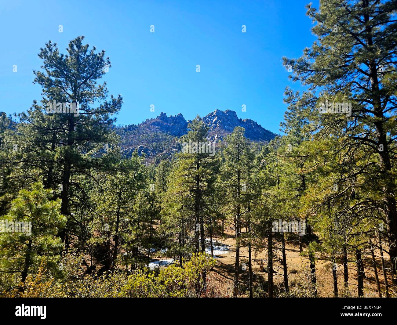 Pine Trees in the Hualapai Mountains - Smartphone Captured Stock Image