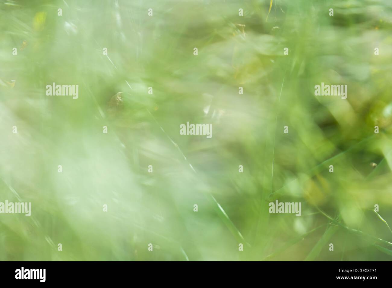 Soft Green Abstract Background with Dreamy Blurred Grass and Foliage Stock Photo