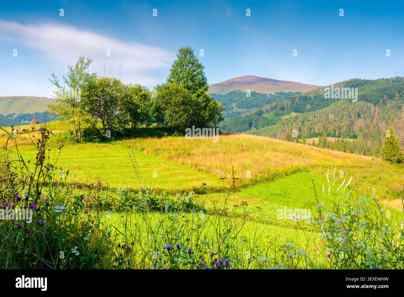 rural scene in carpathian mountain landscape. summer countryside view with rolling hills in lush green grass. forested slopes in the distance Stock Photo