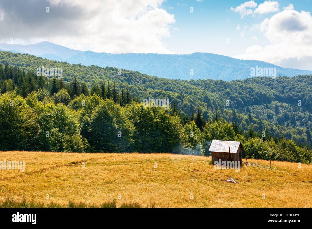 view of mountain meadow at noon. countryside summertime landscape with beech forest on the grassy field on hill. fluffy clouds on a bright blue sky. a Stock Photo