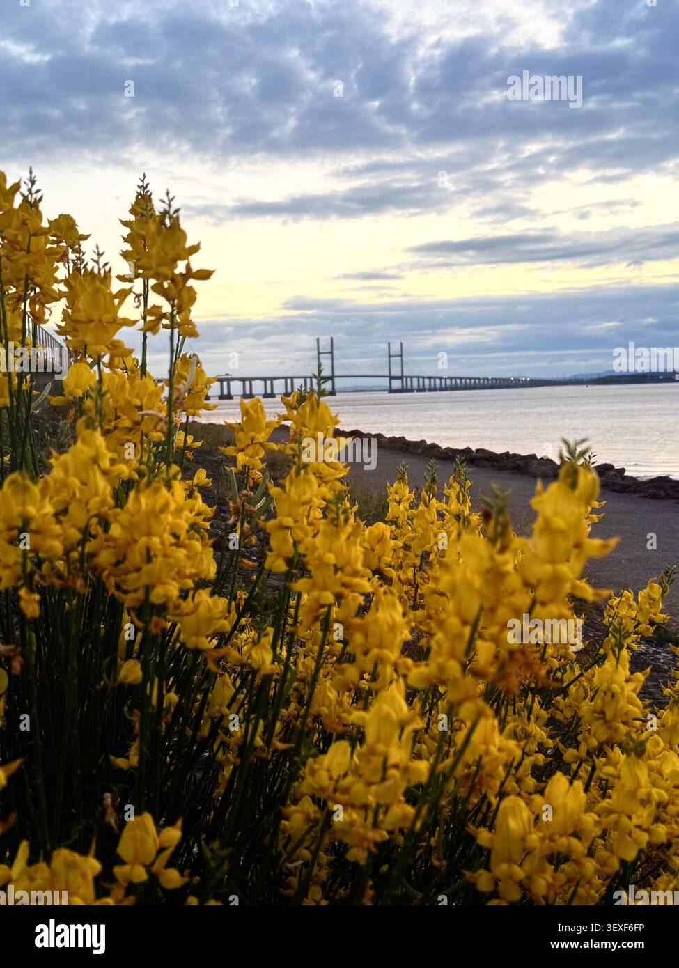 Local view - Smartphone Captured Stock Image