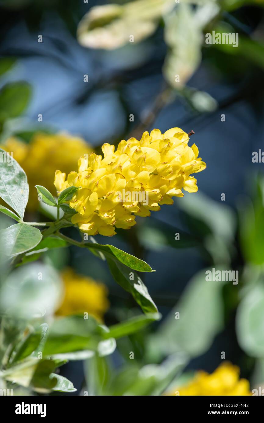 Close up of pineapple broom (argyrocytisus battandieri) flowers in bloom Stock Photo