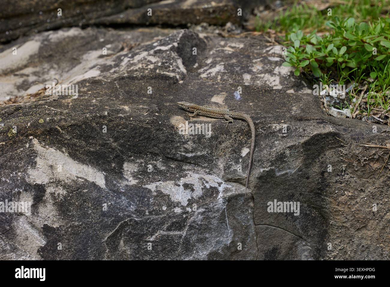 Small lizard basking on stones. Stock Photo