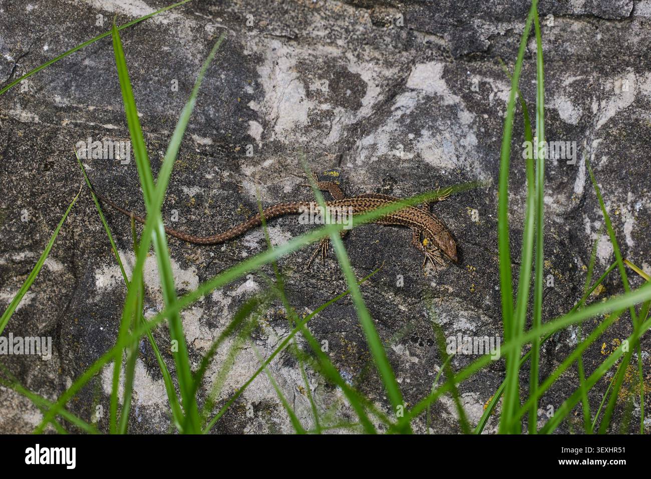 Small lizard basking on stones. Stock Photo