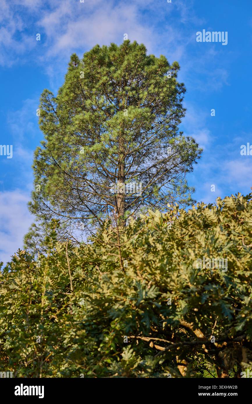 Lonely tall pine. Blue sky. Bottom view. Stock Photo