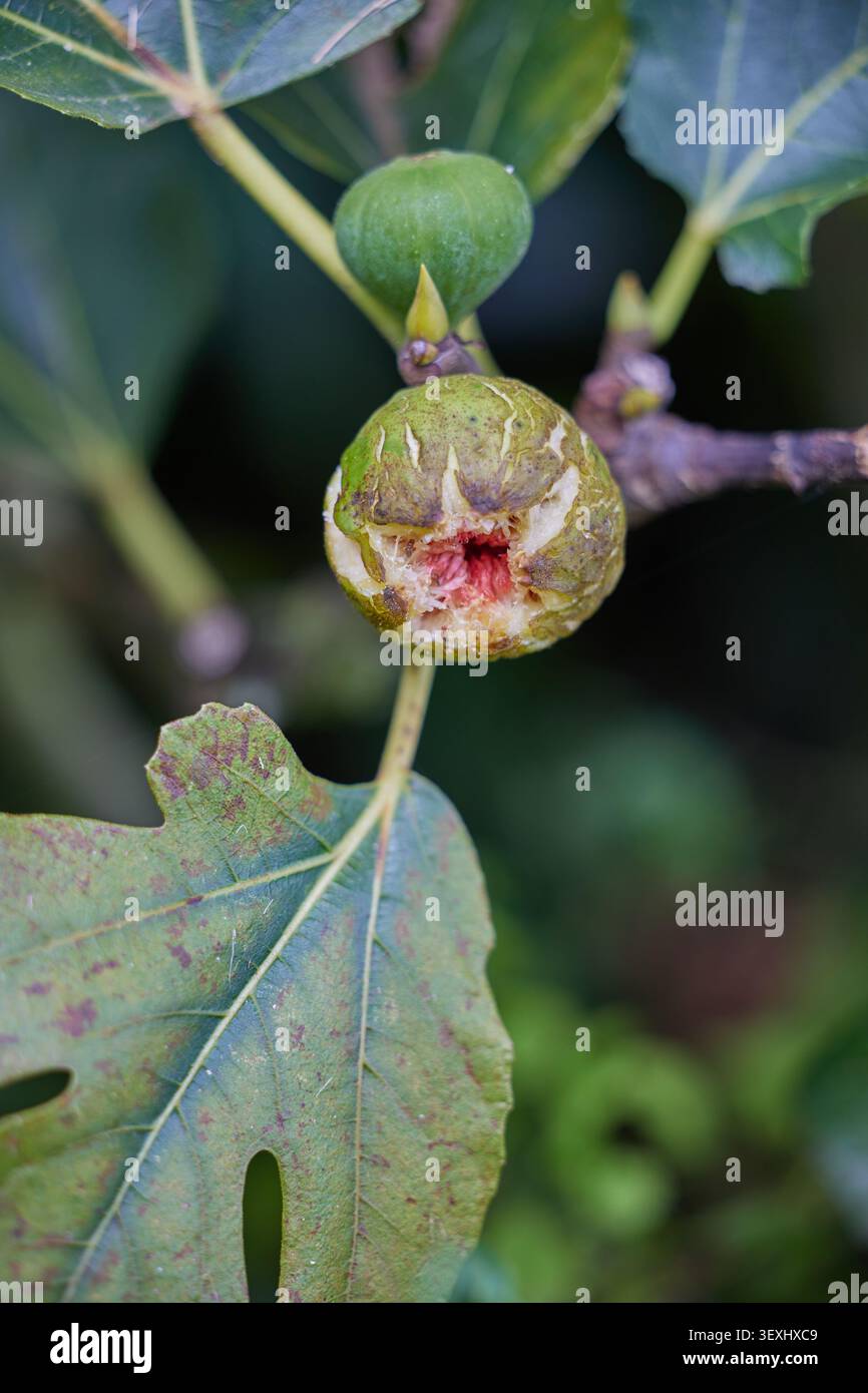 Figs ripening on a fig tree. Stock Photo