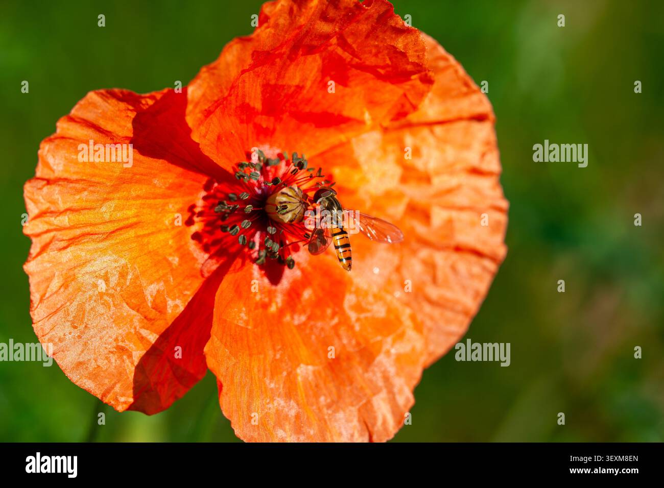 Bright Red Poppy with Hoverfly on Green Background Stock Photo