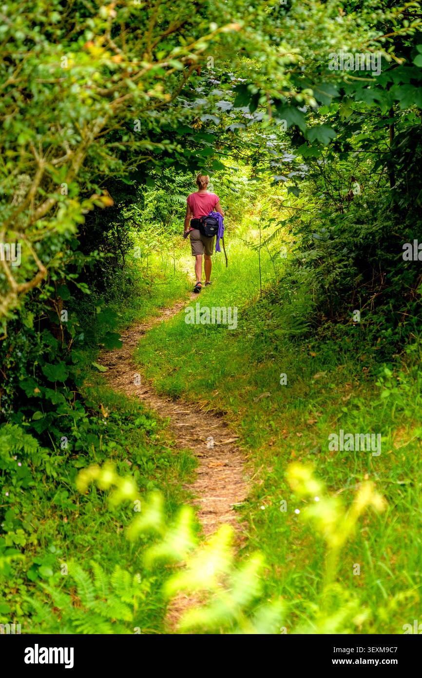 Woman walking on a woodland path, part of the Wales Coast Path in Pembrokeshire, Wales Stock Photo
