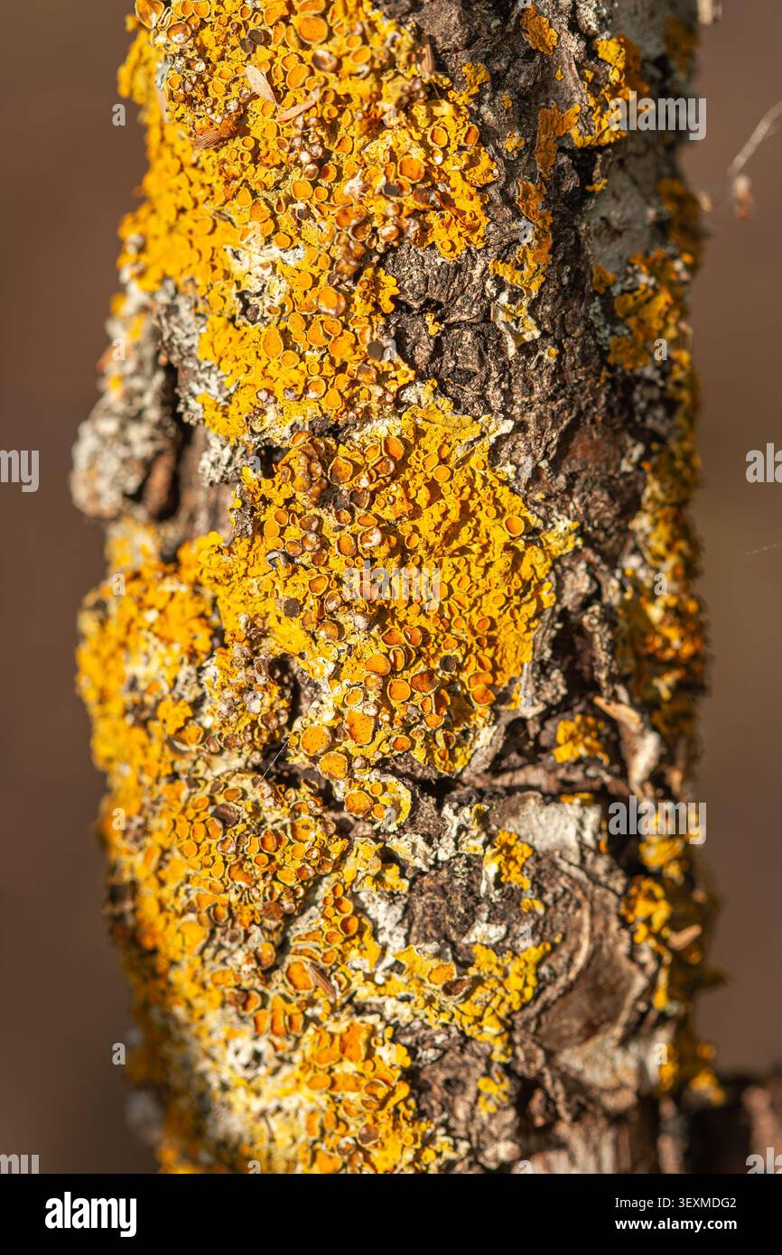 A detailed macro shot of bright yellow Xanthoria parietina lichen growing on rough tree bark, highlighting organic textures and biological patterns in Stock Photo