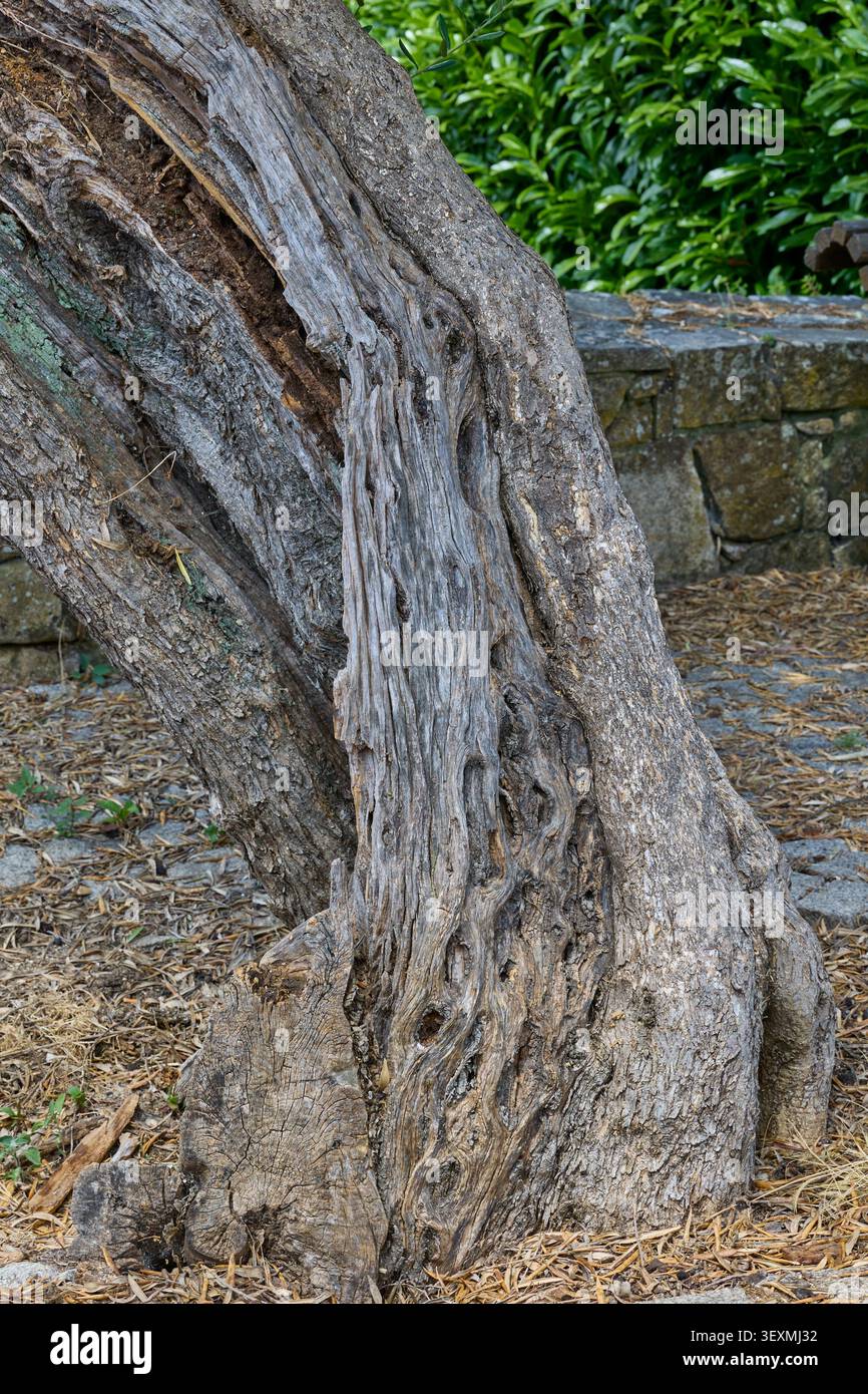Old textured olive tree trunk. Stock Photo