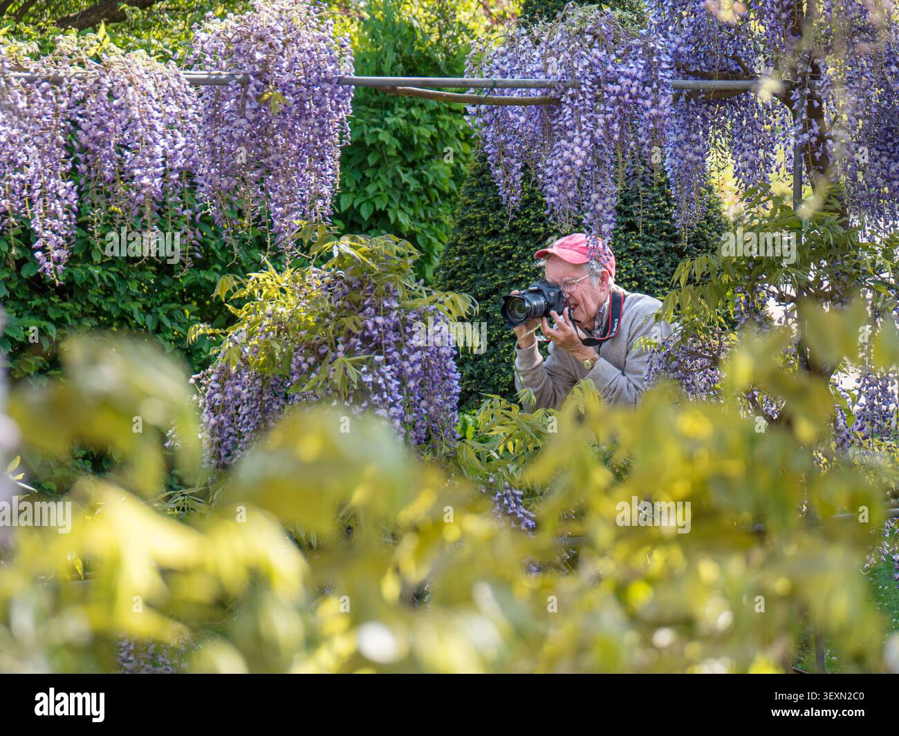 Wisteria photography with keen mature elderly amateur digital photographer amongst the spring blooms Wisteria 'Kokuryu at RHS Wisley Surrey UK Stock Photo