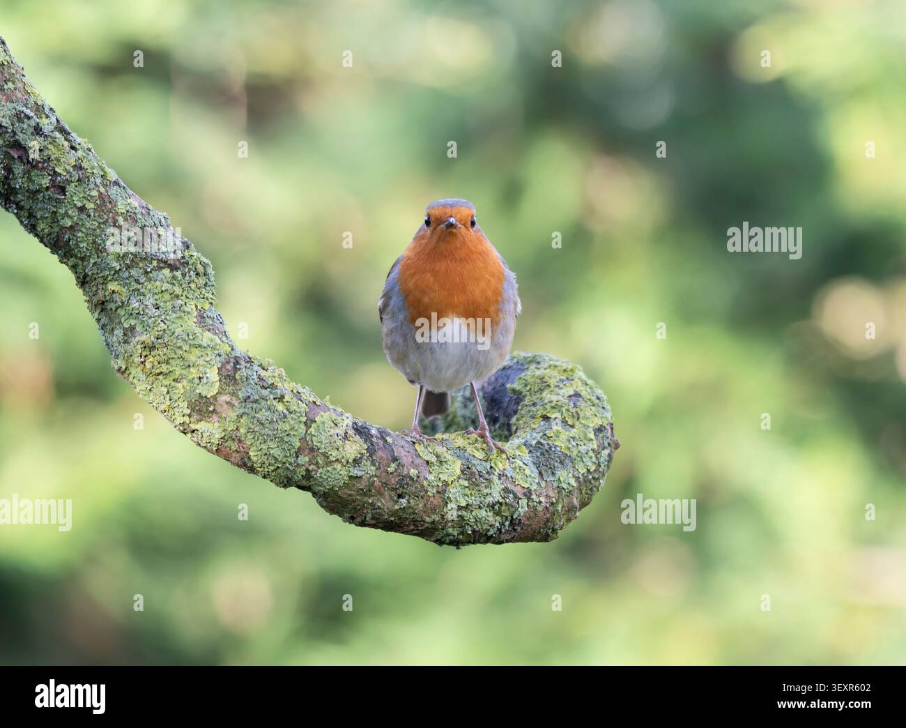 European robin Erithacus rubecula, looking at camera, perched on lichen covered branch. January. Stock Photo