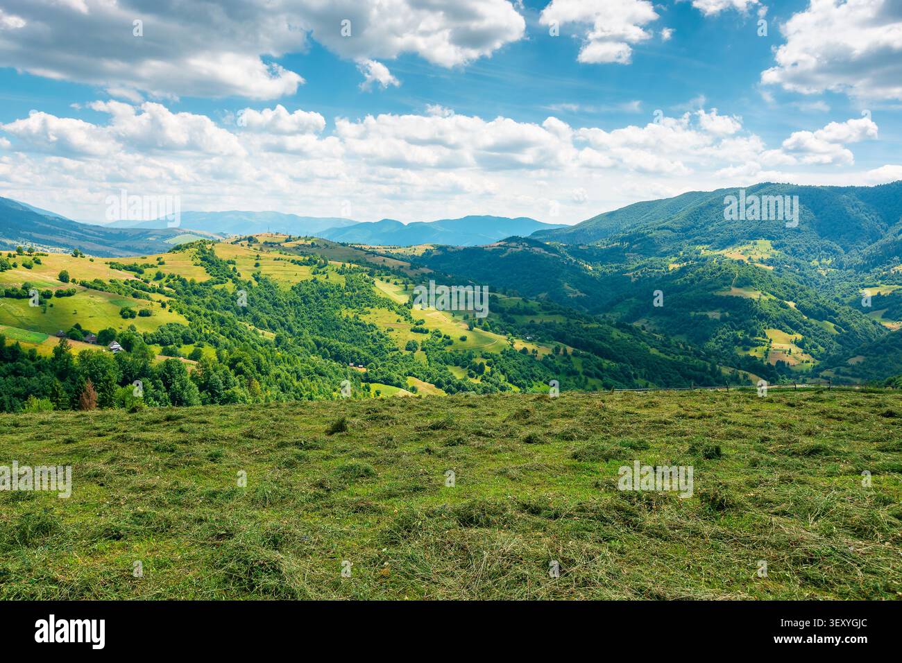 green field on a sunny day. carpathian mountain landscape in summer. lush pasture on the hill. beautiful countryside of ukraine Stock Photo