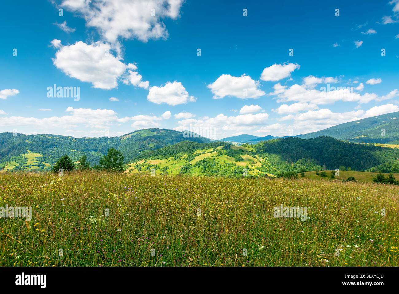 green field on a sunny day. carpathian mountain landscape in summer. lush pasture on the hill. beautiful countryside of ukraine Stock Photo