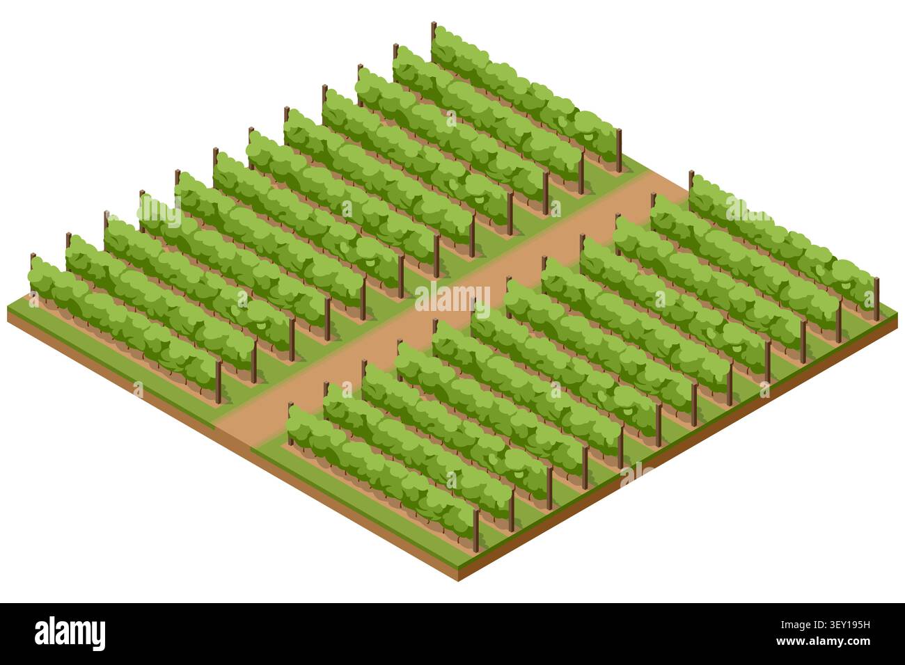 Isometric vineyard illustration with organized grapevine rows and farm paths, showing a rural wine growing landscape and viticulture concept for Stock Vector