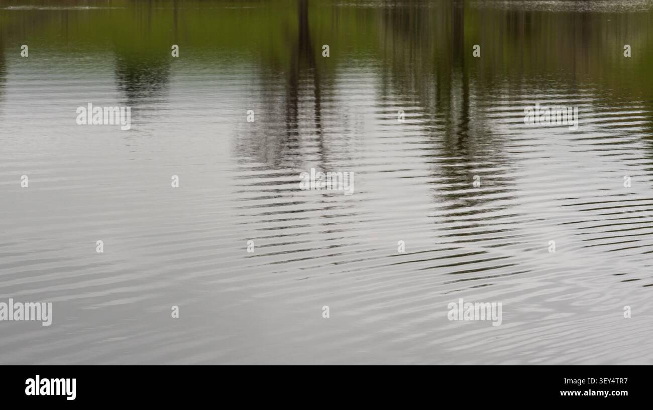 Trees reflected on rippling pond surface with calm open water below Stock Photo