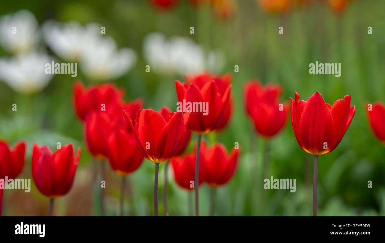 Van duc hi-res stock photography and images - Alamy