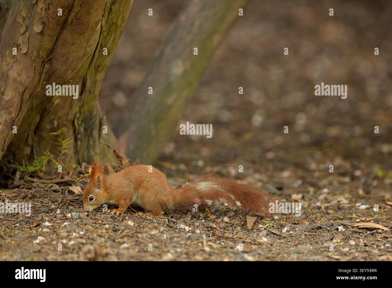 Red squirrel searching for food on the forest ground Stock Photo
