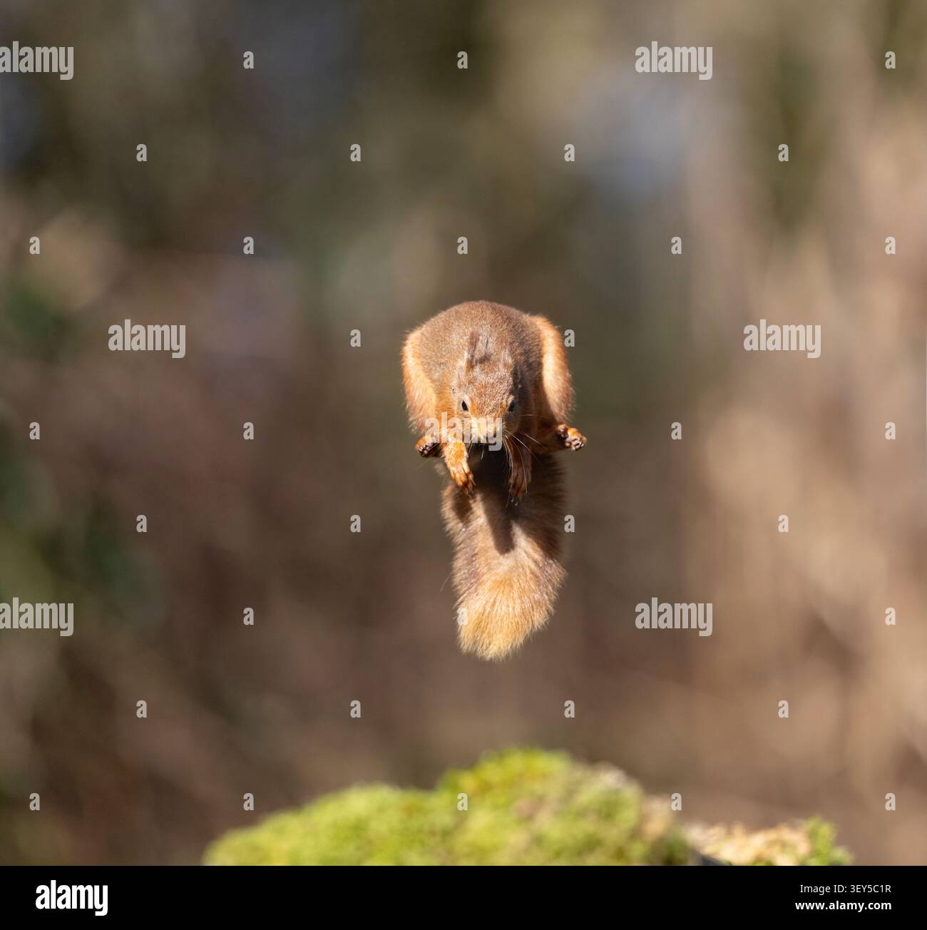 Red Squirrel; Sciurus vulgaris; Jumping; UK Stock Photo
