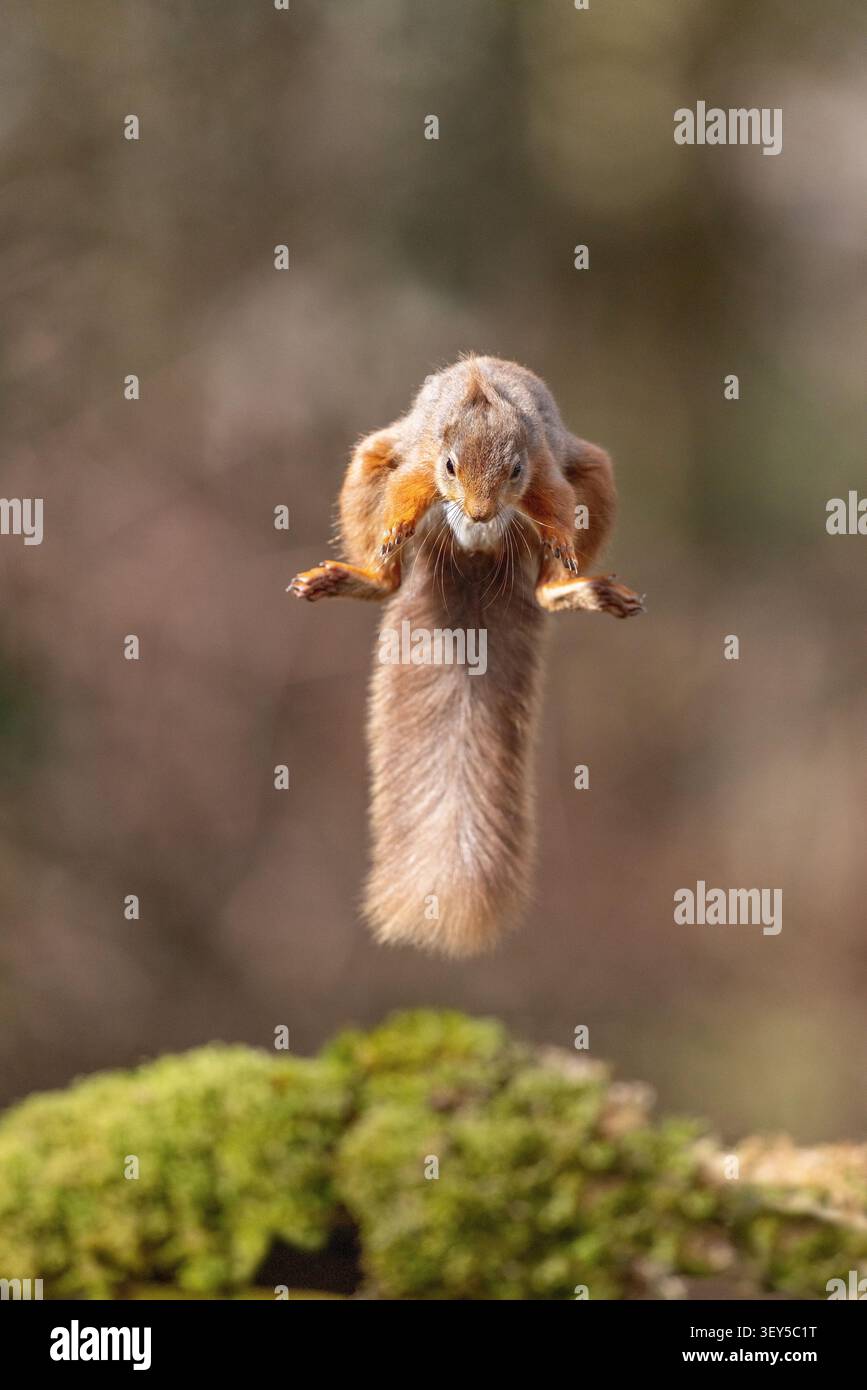 Red Squirrel; Sciurus vulgaris; Jumping; UK Stock Photo