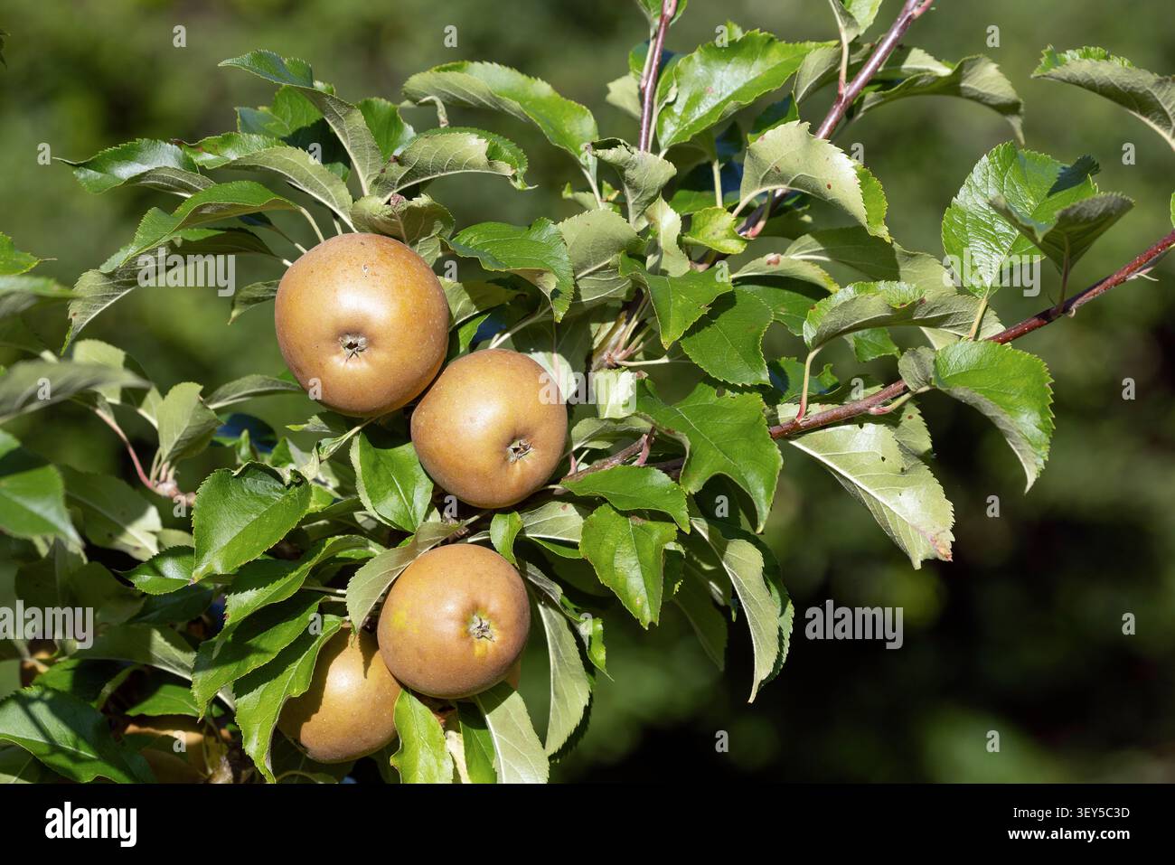 Russet Apples; Fruit; UK Stock Photo