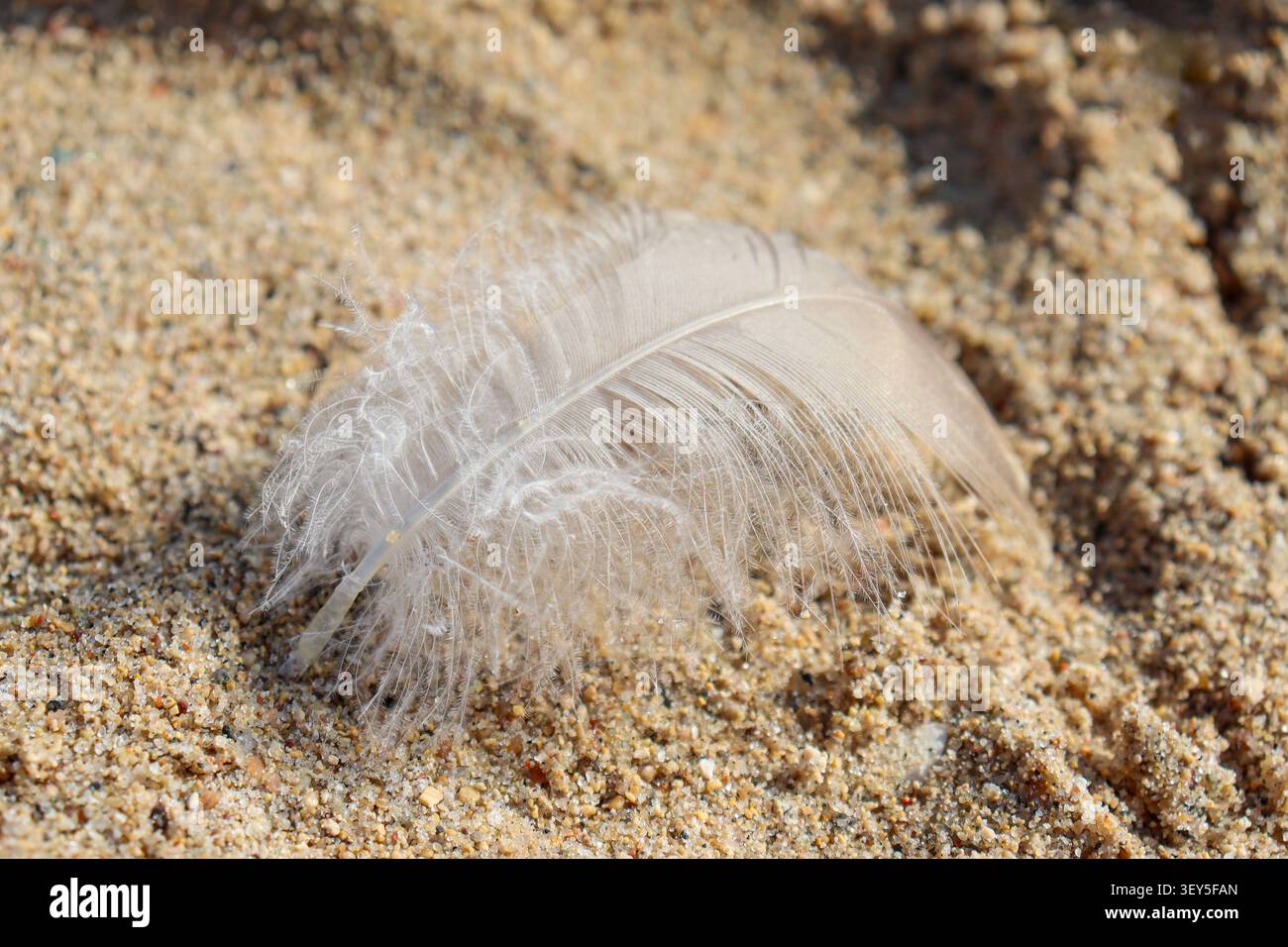 Macro photography close-up of light grey fluffy goose feather on serene ocean shore beige grainy sand hopeful background Stock Photo
