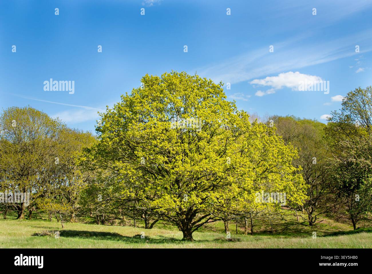 large lone tree on green grass field with clear sky behind in sunlight Stock Photo